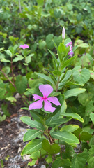 Catharanthus roseus image