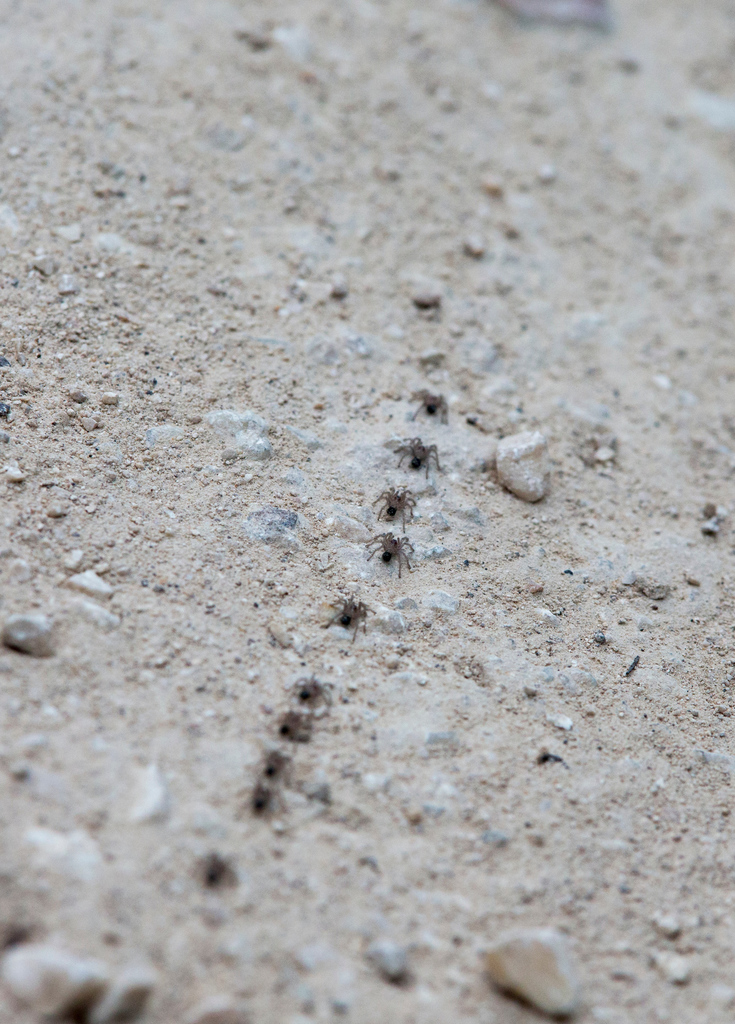 Mexican Red-rump Tarantula in April 2014 by Sean Werle · iNaturalist