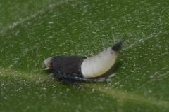 Scaphoideus incisus