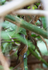 Pheugopedius maculipectus