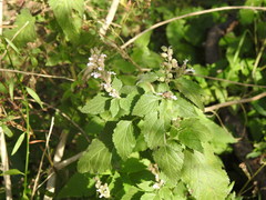 Teucrium vesicarium