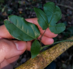 Lardizabala biternata