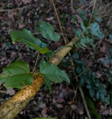 Lardizabala biternata