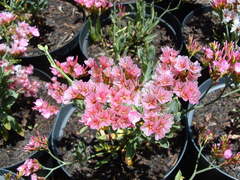 Limonium