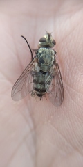 Microphthalma europaea