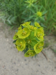 Esula