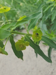 Esula