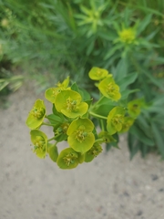 Esula
