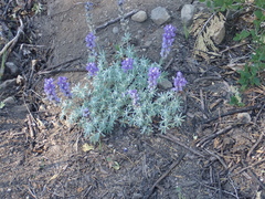 Lupinus grayi
