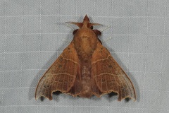 Hallicarnia albipectus