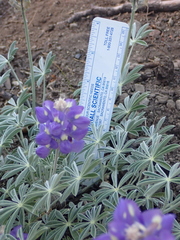 Lupinus grayi