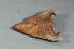 Hallicarnia albipectus