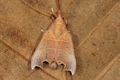 Hallicarnia albipectus