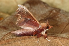 Hallicarnia albipectus