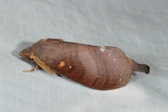 Kunugia latipennis