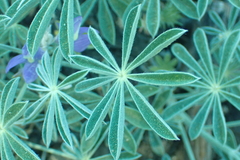 Lupinus grayi