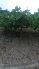Terminalia catappa
