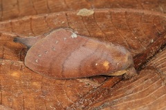 Kunugia latipennis