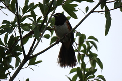 Pipilo erythrophthalmus alleni