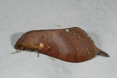 Kunugia latipennis