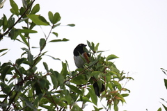 Pipilo erythrophthalmus alleni