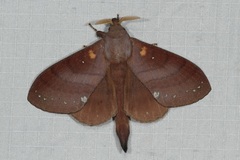 Kunugia latipennis