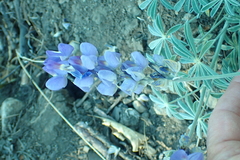 Lupinus grayi