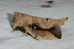 Lebeda nobilis