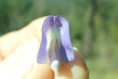 Lupinus grayi