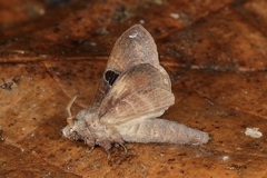 Metanastria hyrtaca