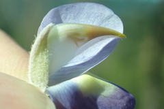 Lupinus grayi