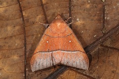 Odonestis erectilinea