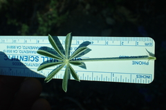 Lupinus grayi