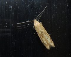 Blastobasis lacticolella