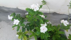 Catharanthus roseus
