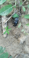 Lethrus apterus