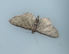 Eupithecia innotata