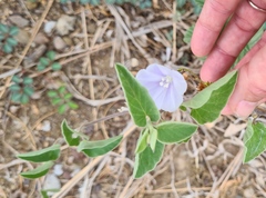 Jacquemontia pringlei