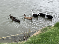 Anas platyrhynchos domesticus