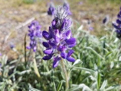 Lupinus kuschei