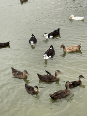 Anas platyrhynchos domesticus