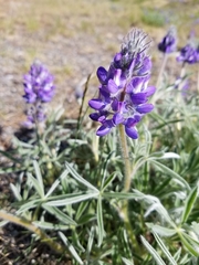 Lupinus kuschei