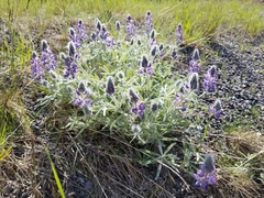 Lupinus kuschei