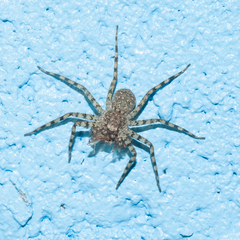 Selenops submaculosus