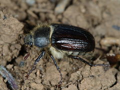 Amphimallon atrum