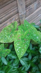 Angiospermae