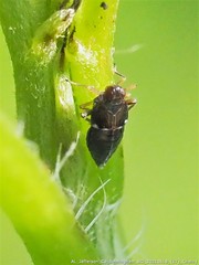 Pissonotus piceus