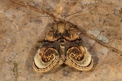 Hampsonella dentata
