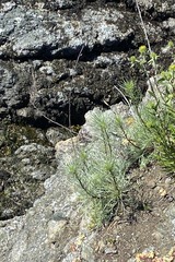 Artemisia campestris pacifica
