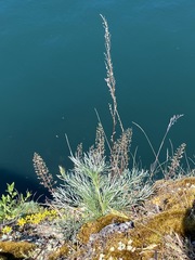 Artemisia campestris pacifica